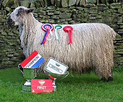 One of our Teeswater hoggs takes top prize at the Great Yorkshire Show 2007